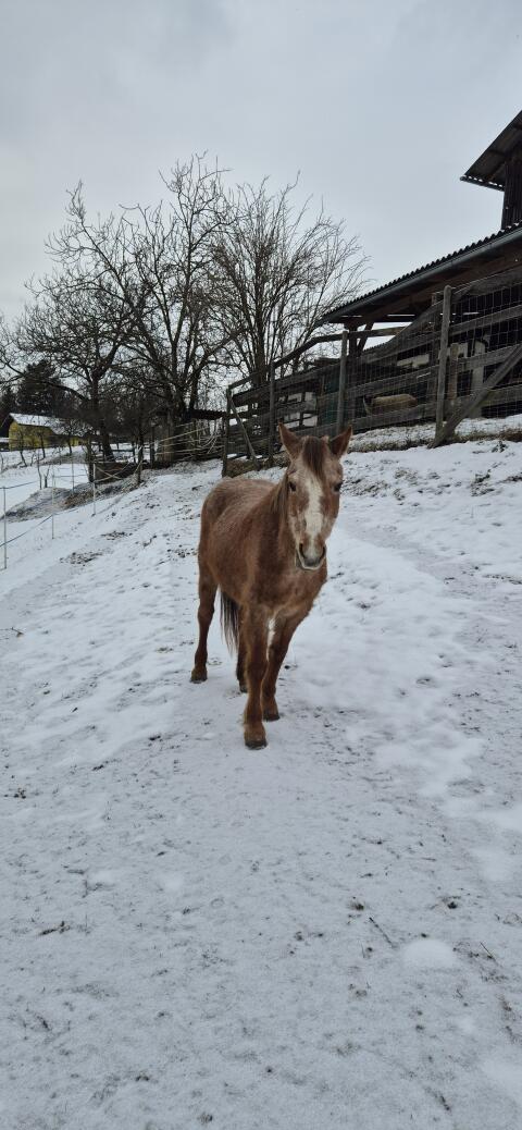 Rotschimmelpony