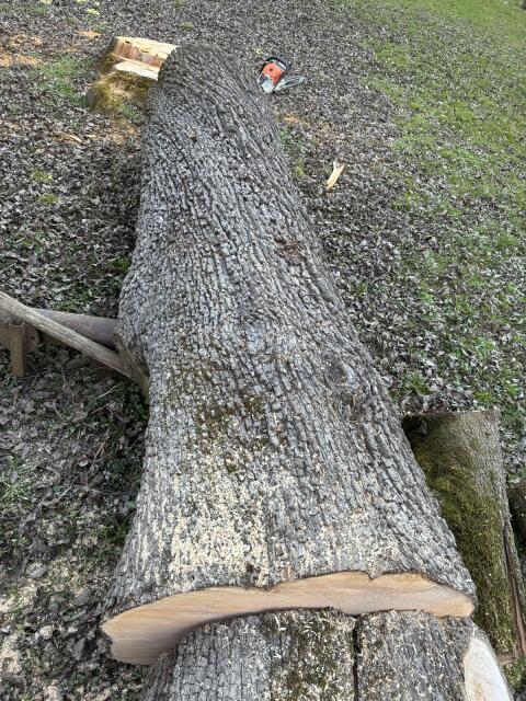 Birnbaum