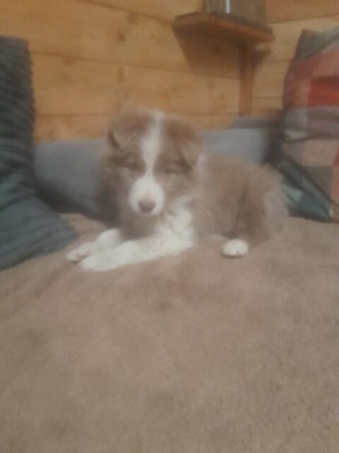 Zwei junge reinrassige Borderbuben suchen neue Familie