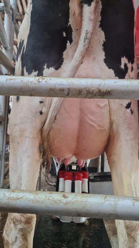 Verk. Holstein Färse