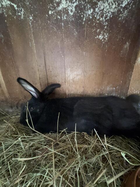 Hase männlich