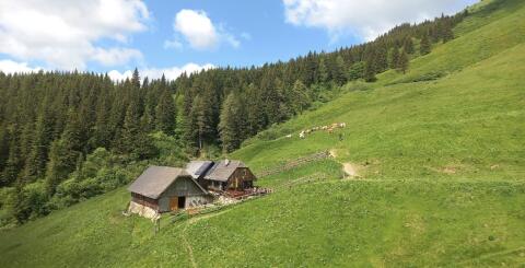 Schalleralm