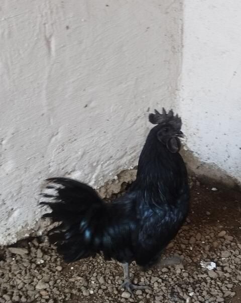 Ayam Cemany