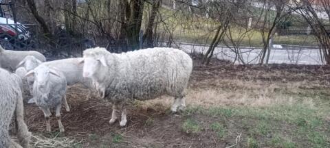 Merino Widder