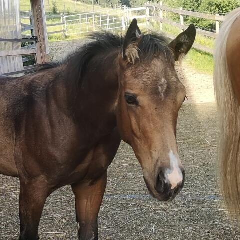 Quarter Horse Hengst Jährling