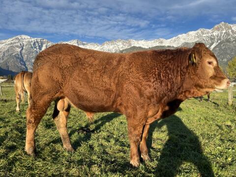Limousin-Stier