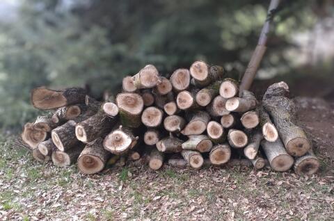 Walnussbaum Holz