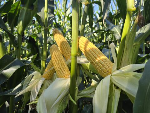 BIO-Maissilageballen