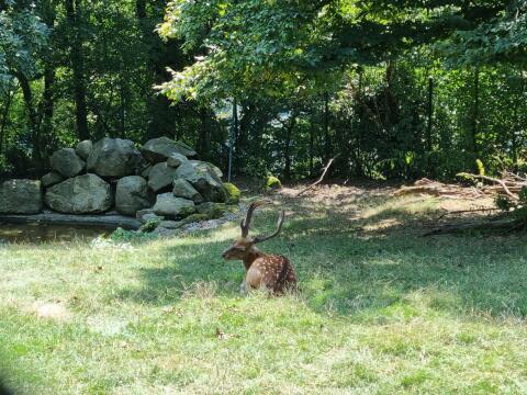 Suche Wiese oder Wald (Landw. Nutzfläche)