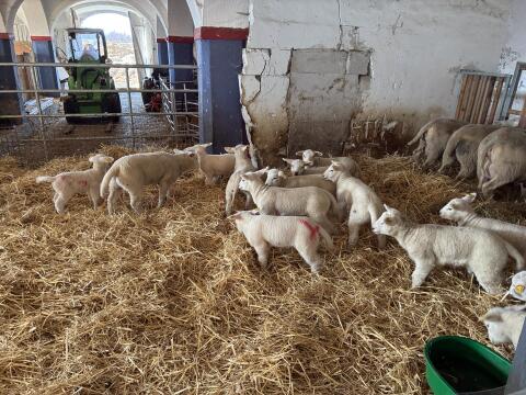 Bio Texel Zuchtlämmer 2026