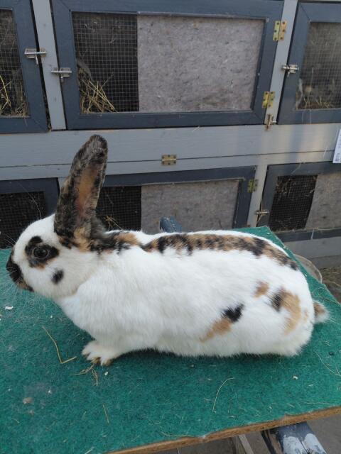 Dreifarbenschecken Häsin