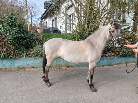 Konikpony Stute zu verkaufen  Zum Verkauf steht eine 11-jähr