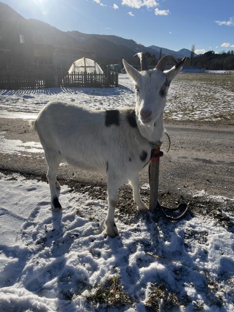 Ziegen