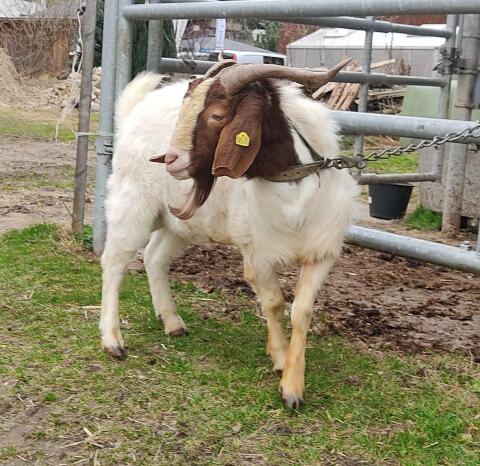 Burenziegenbock