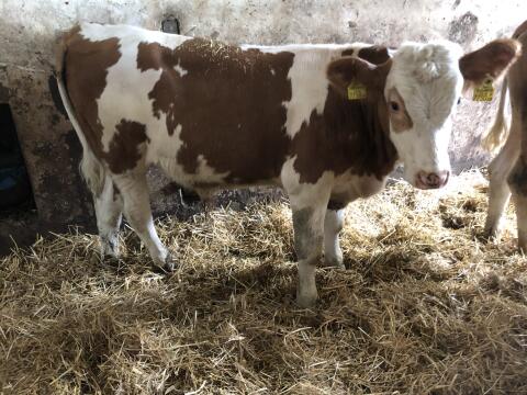 Partnerbetrieb zur Kalbinnenaufzucht gesucht