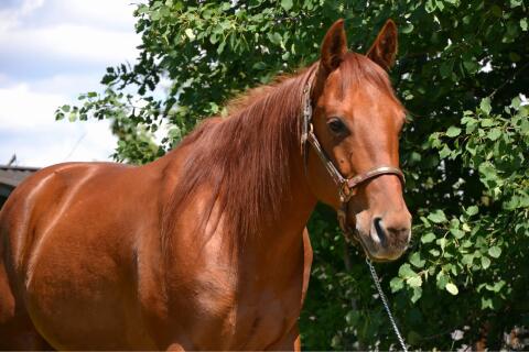 Quarter Horse zu verkaufen