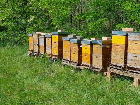Bienenvölker