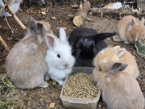 Mini Lop und Teddy Zwergkaninchen Hase Kaninchen