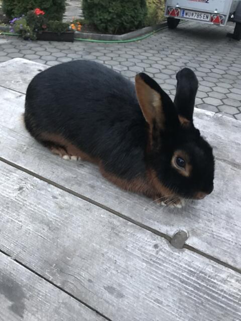 Loh Kaninchen Weibchen zu verkaufen
