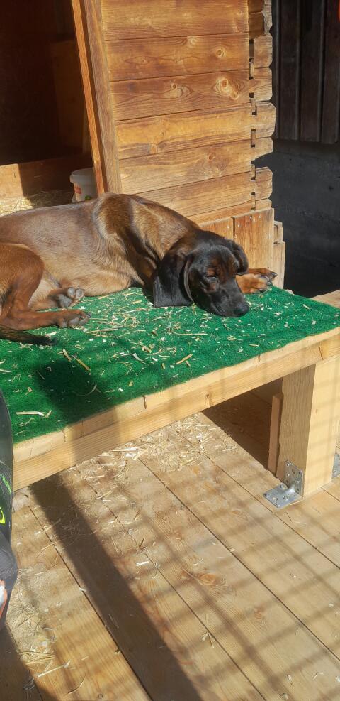 Bayerische Gebirgsschweißhunde Welpen