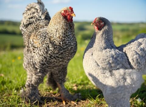 Bruteier Brahmas, groß