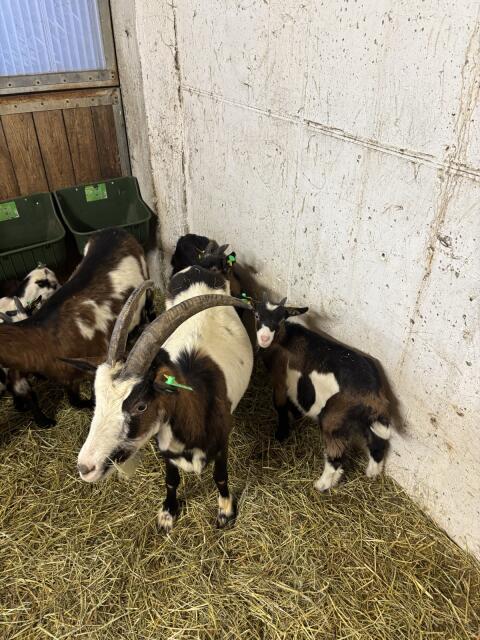 Tauernschecken Kitz zum Hergeben