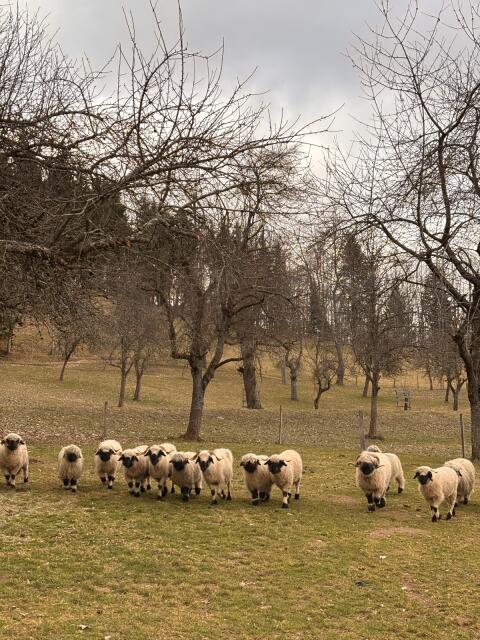 Walliser Lämmer BIO weibl. und männl.