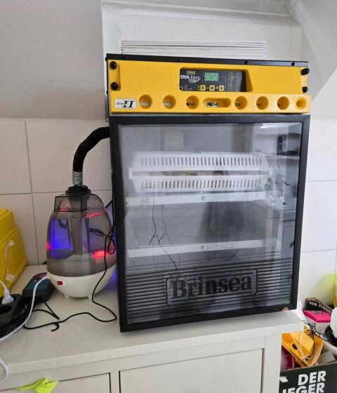 Brinsea OvaEasy II 100 Brutautomat