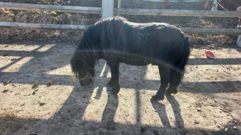 Pony Hengst