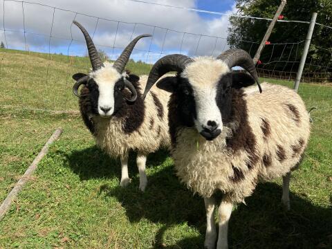 Jakobschaf Vierhornschaf