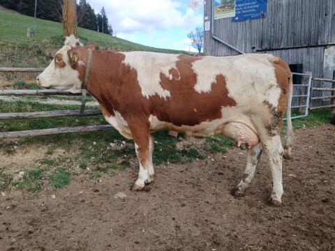 Fleckviehkuh 2.Laktation