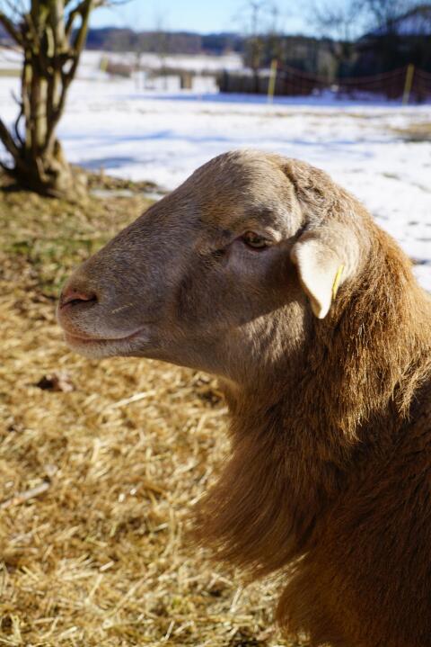 Braunes Haarschaf, Zuchtbock