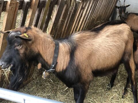 Ziegenbock