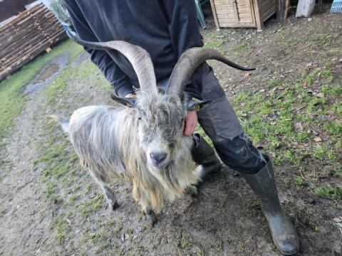 Blobe-Bock
