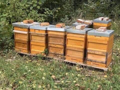 Carnica Auswinterungsvolk auf Zander Liebig