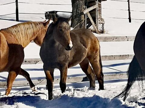 Quarter Horse Hengst Jährling