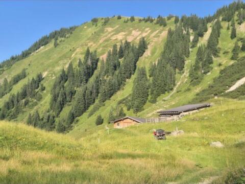 Pferde für Alm