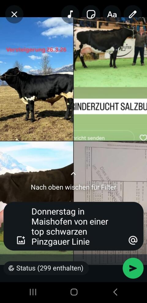 Pinzgau Zuchtstier