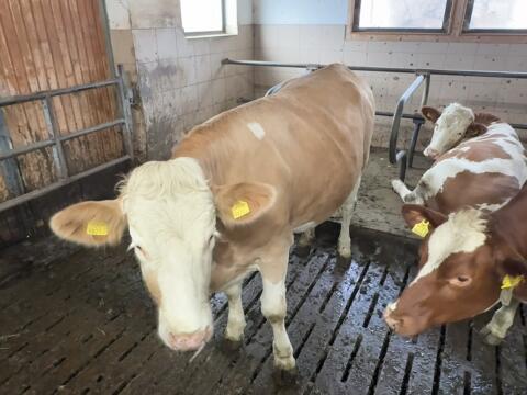 Verkaufe Fleckviehkalbin