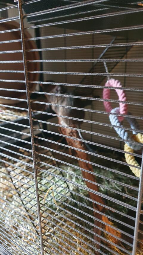 2 Degus 9 Monate alt mit Käfig und Zubehör zu vergeben