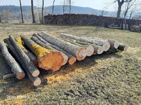 Holz