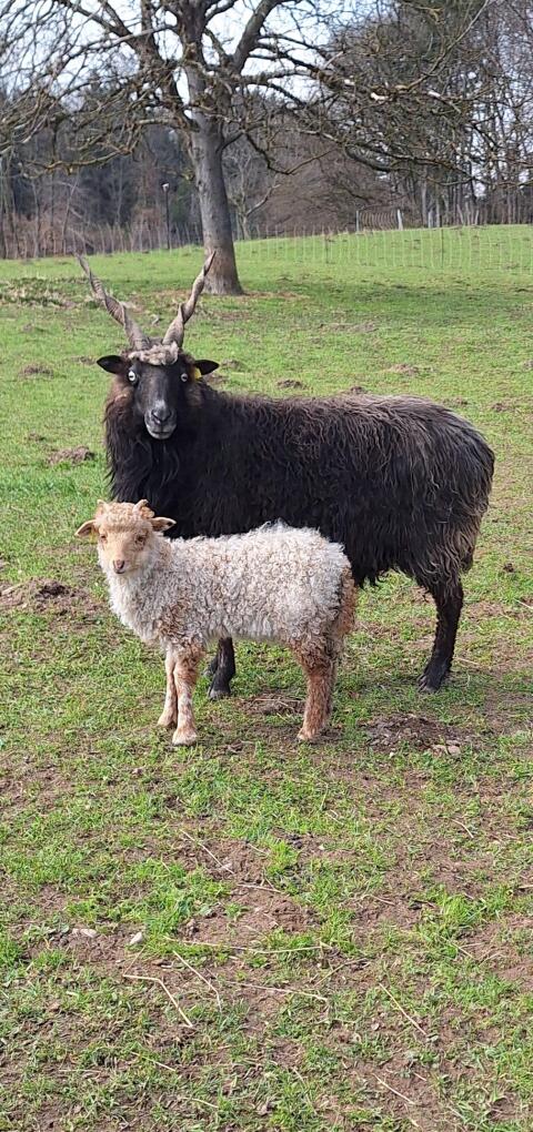 Zackelschaf mit weiblichem Lamm
