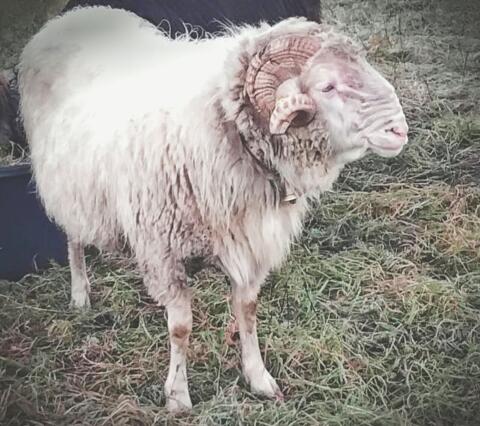 Montafoner Steinschaf Widder