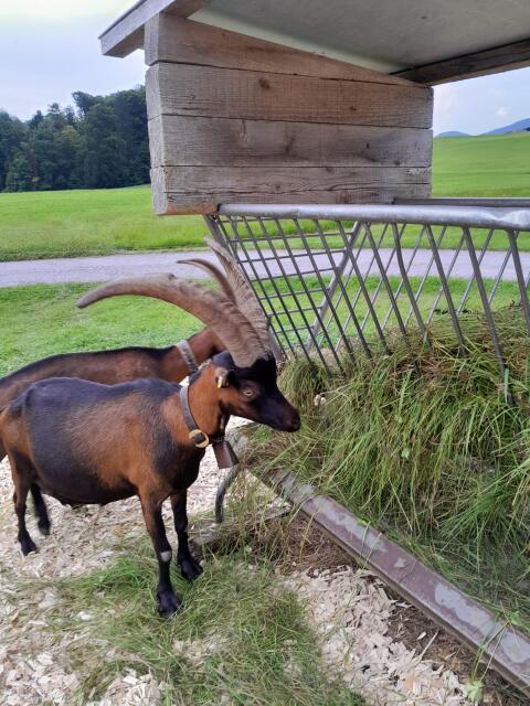 Aosta Ziege