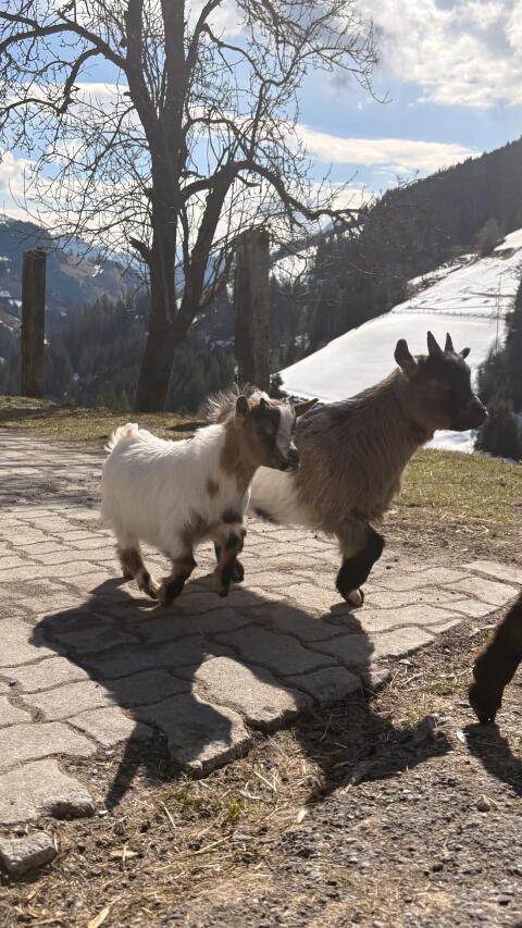 Mini Zwergziegenbock