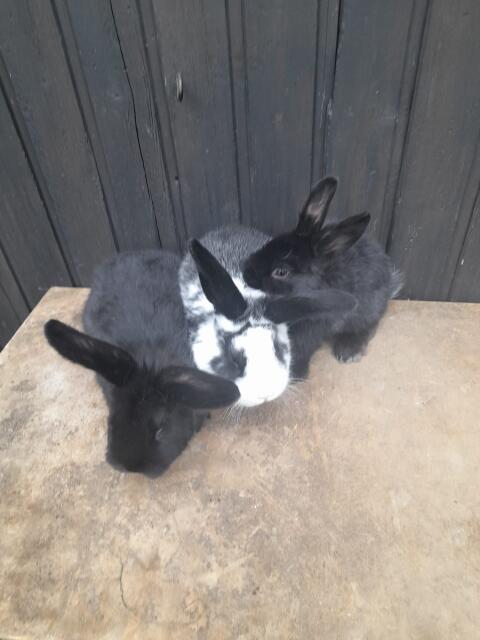 Drei junge Zwerghaserl