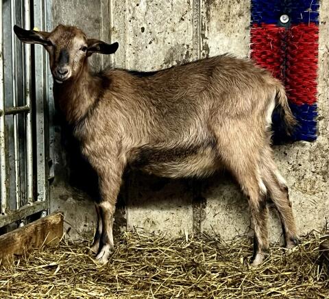 Genetisch hornloser Ziegenbock