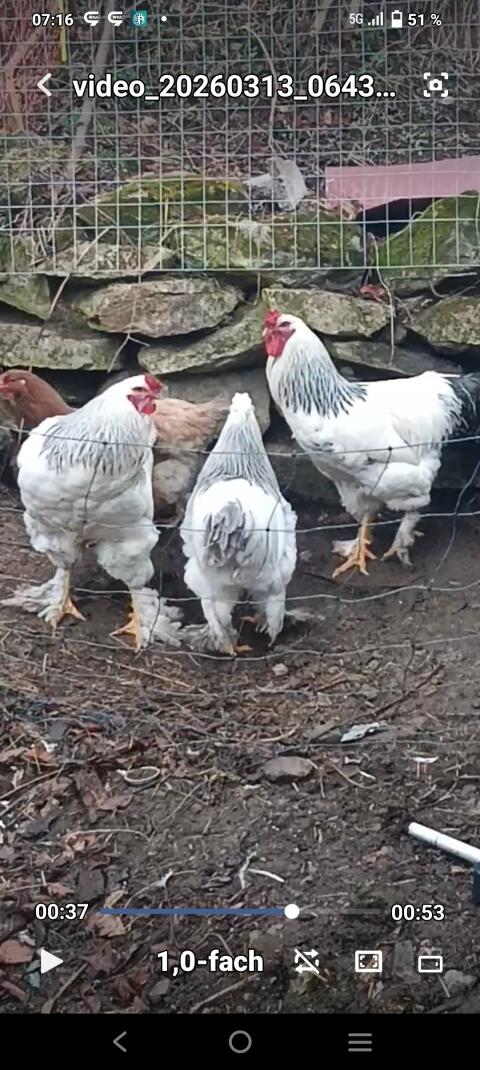 Brahma Hähne