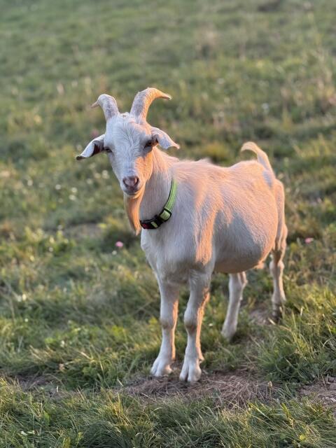 Ziegenbock (Peta)