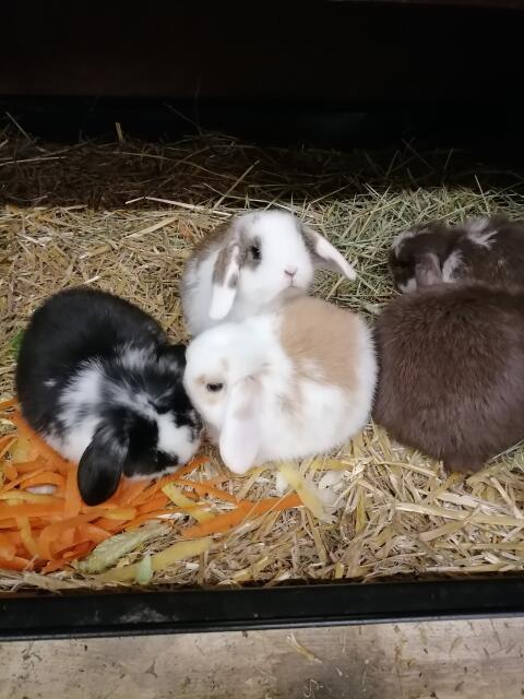 Zwerghasen, Zwergwidder, Zwergkaninchen